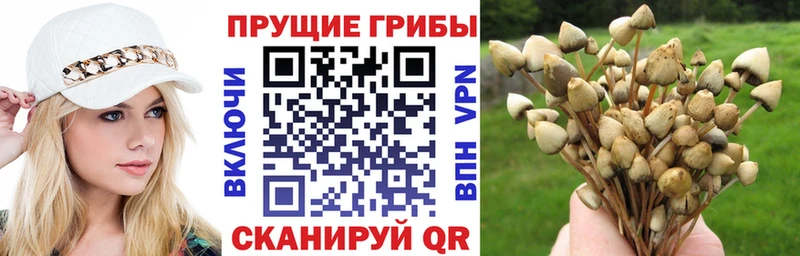 Галлюциногенные грибы прущие грибы  blacksprut ТОР  Алагир 